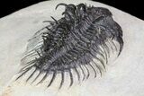 Bargain, Comura Trilobite - Composite Spines #74163-6